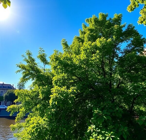 Zonnig weer in Amsterdam op 28 augustus