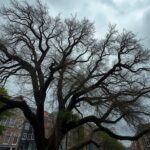 Storm Boelo zorgt voor onrust in Amsterdam